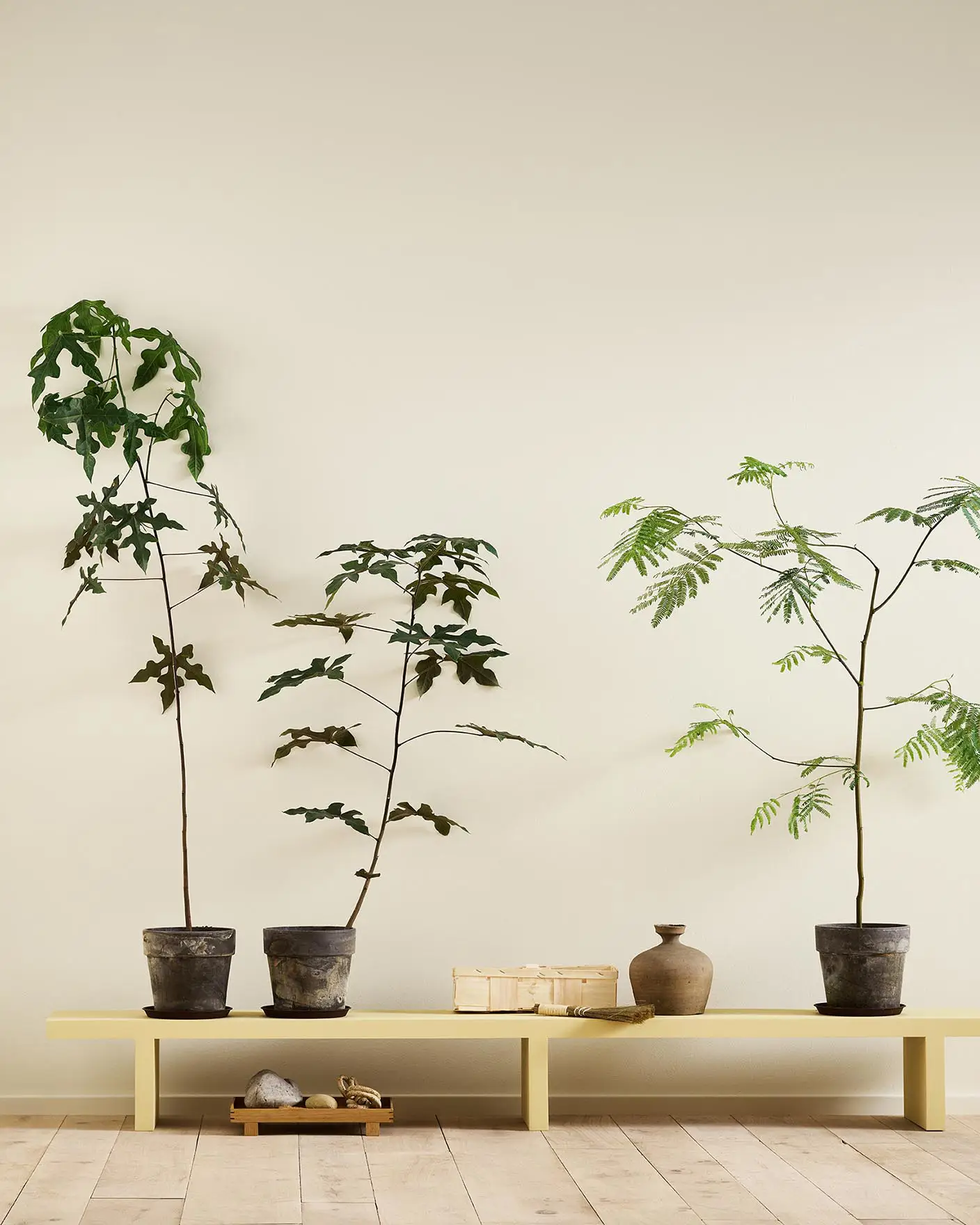 A yellow bench in the Jotun colour 1965 Ginger Tea against a golden, white wall painted in 1625 Soul.